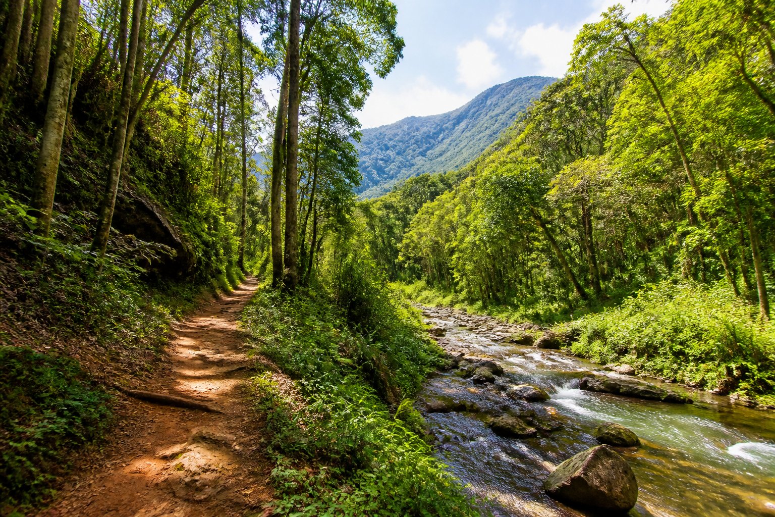 Trilha em uma floresta verdejante próxima a Curitiba com um riacho ao lado e colinas ao fundo.