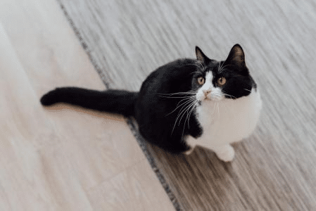 Por que o gato rejeita a ração? Principais motivos e o que fazer